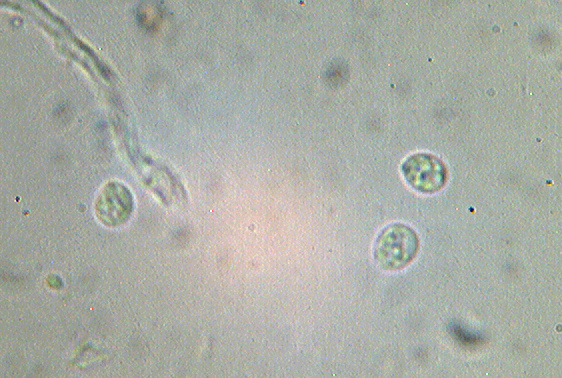 Steccherinum bourdotii